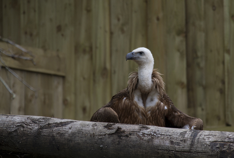 Griffon Vulture. Hertzzoo.