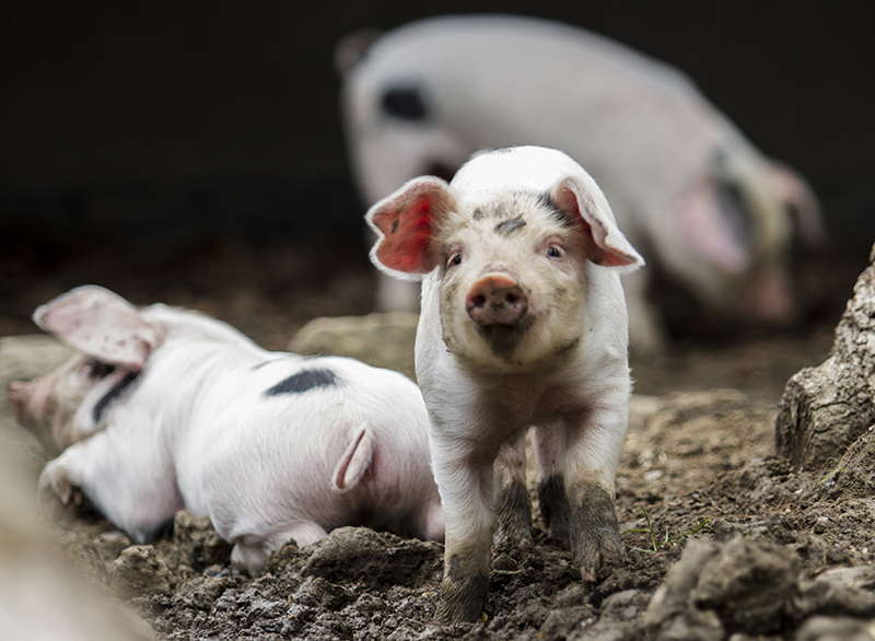 Piglet at play.